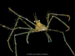This is a first for me i dive Ducht waters a lot and at a... by Marko Perisic 